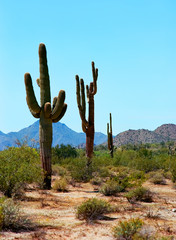 Saguaro Cactus