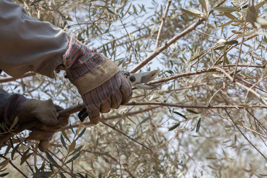 Pruning Olive Tree