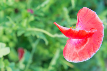 Close Up of Opium Poppy Flower