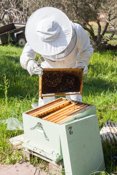 Beekeeper working in his apiary