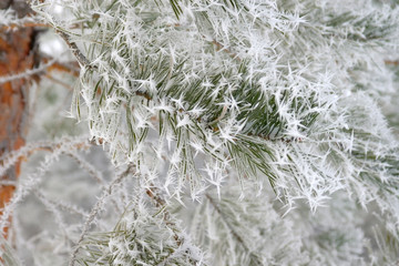Twigs of pine hoar-frost covered