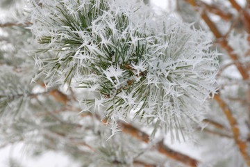 Twigs of pine hoar-frost covered, shallow DOF