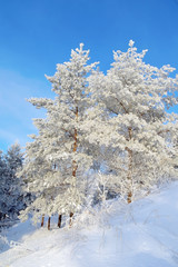 Snow covered pines on the hill