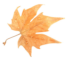 Dry maple leaf with drops, isolated on white