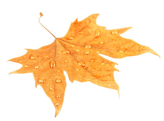 Naklejka premium Dry maple leaf with drops, isolated on white