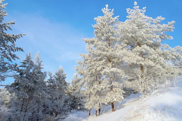 Snow covered pines on the hill