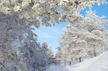 Beautiful winter landscape