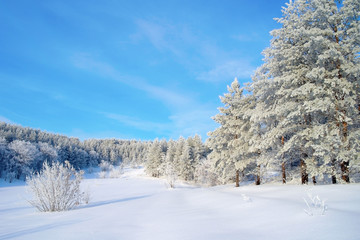 Winter landscape with pines