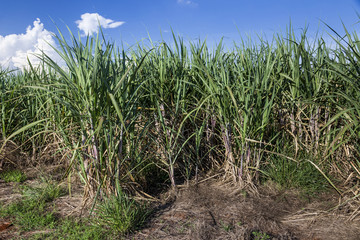 Brazilian Sugar cane