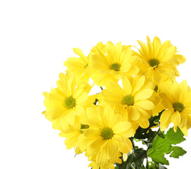 Beautiful chrysanthemum flowers isolated on white