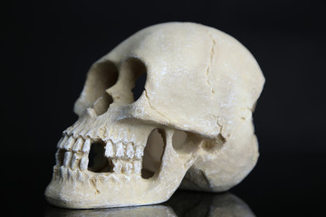 Skull isolated on black