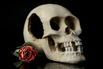 Obraz premium Skull with dried rose isolated on black