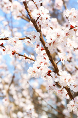 Beautiful fruit blossom outdoors