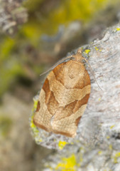 Tortricidae moth on wood, macro photo