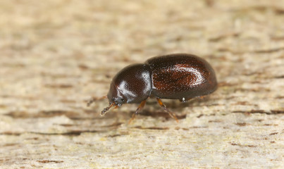 Cis castaneus on wood