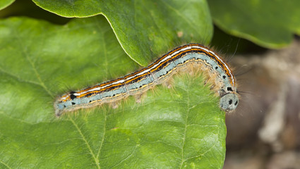 Lackey moth larva, Malacosoma neustria on leaf