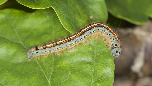 Lackey Moth Larva, Malacosoma Neustria On Leaf