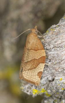 Tortricidae moth on wood, macro photo