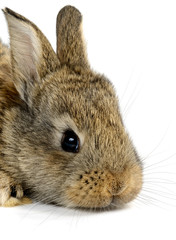 little rabbit isolated on white background
