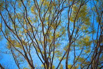 Fresh green leaves and blue sky