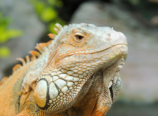 Iguana