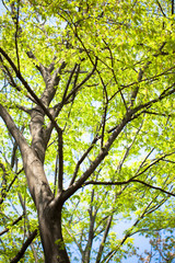 Fototapeta premium Summer fresh green leaves