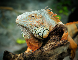 Iguana