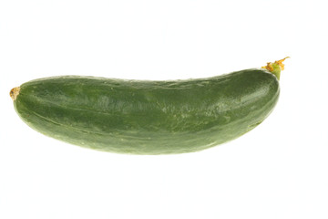 Single small cucumber