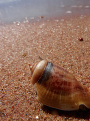 shell on beach