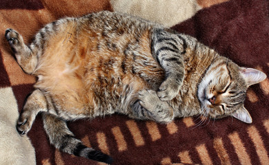 Huge fat stuffed cat sleeping