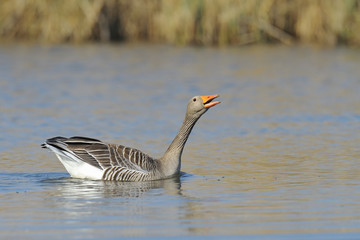 Greylag goose swimming