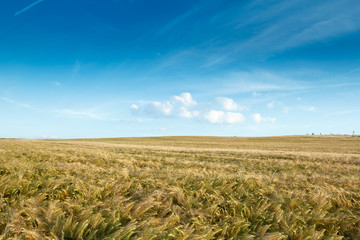 golden wheat field with clouds