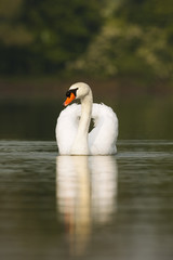 Fototapeta premium Mute swan swimming