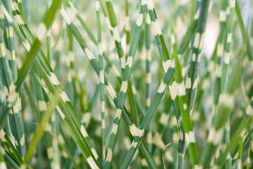 stripped ornamental grass background