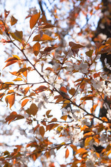 Blooming wild cherry blossom