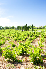 vineyards near Chateauneuf-du-Pape, Provence, France