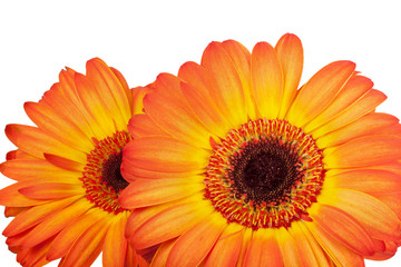 close-up two orange gerbera