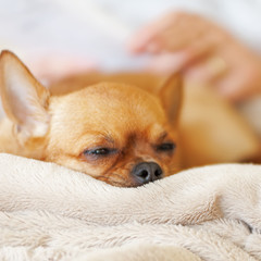 Sleeping red chihuahua dog on beige background.