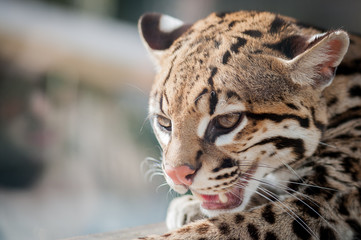 Portrait d'ocelot