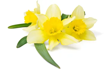 Deurstickers Narcis gele narcis geïsoleerd op een witte achtergrond
