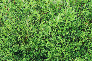 Details of the nature for background