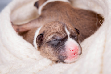 Small Cute newborn basenji puppy (first day)