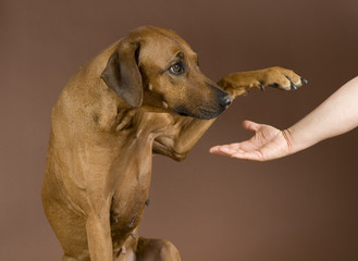Fototapeta na wymiar human hand giving to dogs paw in front of brown background