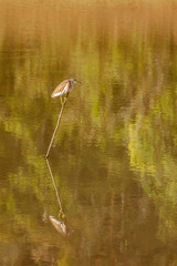 Indian Pond Heron or Paddybird (Ardeola grayii)