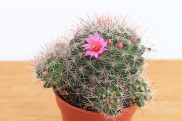 Première fleur