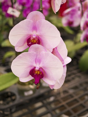 Phalaenopsis, Orchidaceae