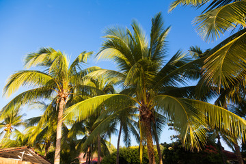 Obraz premium Coconut tree