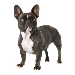 french bulldog