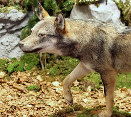 voracious Wolf looking for prey in the middle of the Woods 3