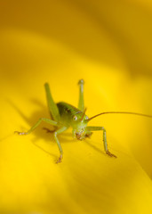 徳倉のチューリップとバッタ